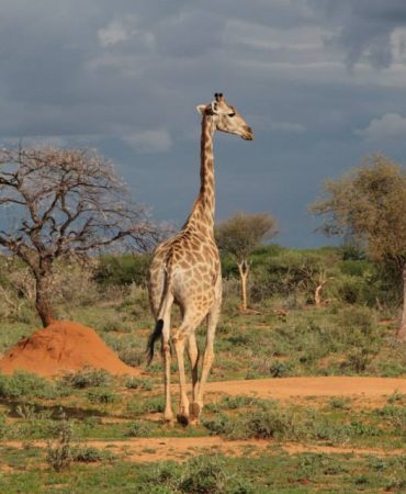 1174798_194776827393836_1136381197_n