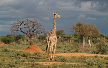 1174798_194776827393836_1136381197_n